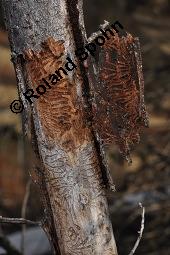 Feld-Ulme, Rot-Rüster, Ulmus minor, Ulmus camestris, Ulmus carpinifolia, Ulmus foliacea, Ulmus minor, Ulmus carpinifolia, Ulmus foliacea, Ulmus campestris, Feld-Ulme, Rot-Rüster, Ulmaceae, Gänge von Splintkäfer, Gänge von Ulmenplintkäfer (Scolytus): Kauf von 00991_ulmus_minor_dsc_8271.jpg