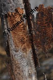 Feld-Ulme, Rot-Rüster, Ulmus minor, Ulmus camestris, Ulmus carpinifolia, Ulmus foliacea, Ulmus minor, Ulmus carpinifolia, Ulmus foliacea, Ulmus campestris, Feld-Ulme, Rot-Rüster, Ulmaceae, Gänge von Splintkäfer, Gänge von Ulmenplintkäfer (Scolytus): Kauf von 00991_ulmus_minor_dsc_8272.jpg