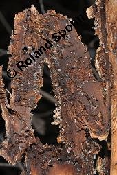 Feld-Ulme, Rot-Rüster, Ulmus minor, Ulmus camestris, Ulmus carpinifolia, Ulmus foliacea, Ulmus minor, Ulmus carpinifolia, Ulmus foliacea, Ulmus campestris, Feld-Ulme, Rot-Rüster, Ulmaceae, Gänge von Splintkäfer, Gänge von Ulmenplintkäfer (Scolytus): Kauf von 00991_ulmus_minor_dsc_8273.jpg