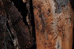 Feld-Ulme, Rot-Rüster, Ulmus minor, Ulmus camestris, Ulmus carpinifolia, Ulmus foliacea, Ulmus minor, Ulmus carpinifolia, Ulmus foliacea, Ulmus campestris, Feld-Ulme, Rot-Rüster, Ulmaceae, Gänge von Splintkäfer, Gänge von Ulmenplintkäfer (Scolytus): Kauf von 00991_ulmus_minor_dsc_8274.jpg