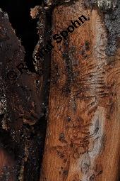 Feld-Ulme, Rot-Rüster, Ulmus minor, Ulmus camestris, Ulmus carpinifolia, Ulmus foliacea, Ulmus minor, Ulmus carpinifolia, Ulmus foliacea, Ulmus campestris, Feld-Ulme, Rot-Rüster, Ulmaceae, Gänge von Splintkäfer, Gänge von Ulmenplintkäfer (Scolytus): Kauf von 00991_ulmus_minor_dsc_8275.jpg