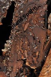 Feld-Ulme, Rot-Rüster, Ulmus minor, Ulmus camestris, Ulmus carpinifolia, Ulmus foliacea, Ulmus minor, Ulmus carpinifolia, Ulmus foliacea, Ulmus campestris, Feld-Ulme, Rot-Rüster, Ulmaceae, Gänge von Splintkäfer, Gänge von Ulmenplintkäfer (Scolytus): Kauf von 00991_ulmus_minor_dsc_8277.jpg