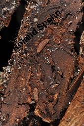 Feld-Ulme, Rot-Rüster, Ulmus minor, Ulmus camestris, Ulmus carpinifolia, Ulmus foliacea, Ulmus minor, Ulmus carpinifolia, Ulmus foliacea, Ulmus campestris, Feld-Ulme, Rot-Rüster, Ulmaceae, Gänge von Splintkäfer, Gänge von Ulmenplintkäfer (Scolytus): Kauf von 00991_ulmus_minor_dsc_8278.jpg