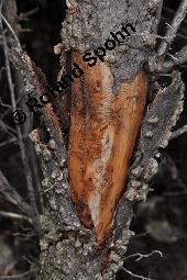 Feld-Ulme, Rot-Rüster, Ulmus minor, Ulmus camestris, Ulmus carpinifolia, Ulmus foliacea, Ulmus minor, Ulmus carpinifolia, Ulmus foliacea, Ulmus campestris, Feld-Ulme, Rot-Rüster, Ulmaceae, Gänge von Splintkäfer, Gänge von Ulmenplintkäfer (Scolytus): Kauf von 00991_ulmus_minor_dsc_8279.jpg