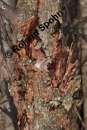 Feld-Ulme, Rot-Rüster, Ulmus minor, Ulmus camestris, Ulmus carpinifolia, Ulmus foliacea, Ulmus minor, Ulmus carpinifolia, Ulmus foliacea, Ulmus campestris, Feld-Ulme, Rot-Rüster, Ulmaceae, Gänge von Splintkäfer, Gänge von Ulmenplintkäfer (Scolytus): Kauf von 00991_ulmus_minor_dsc_8282.jpg