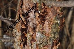 Feld-Ulme, Rot-Rüster, Ulmus minor, Ulmus camestris, Ulmus carpinifolia, Ulmus foliacea, Ulmus minor, Ulmus carpinifolia, Ulmus foliacea, Ulmus campestris, Feld-Ulme, Rot-Rüster, Ulmaceae, Gänge von Splintkäfer, Gänge von Ulmenplintkäfer (Scolytus): Kauf von 00991_ulmus_minor_dsc_8283.jpg