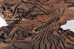 Feld-Ulme, Rot-Rüster, Ulmus minor, Ulmus camestris, Ulmus carpinifolia, Ulmus foliacea, Ulmus minor, Ulmus carpinifolia, Ulmus foliacea, Ulmus campestris, Feld-Ulme, Rot-Rüster, Ulmaceae, Gänge von Splintkäfer, Gänge von Ulmenplintkäfer (Scolytus): Kauf von 00991_ulmus_minor_dsc_8284.jpg