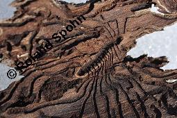 Feld-Ulme, Rot-Rüster, Ulmus minor, Ulmus camestris, Ulmus carpinifolia, Ulmus foliacea, Ulmus minor, Ulmus carpinifolia, Ulmus foliacea, Ulmus campestris, Feld-Ulme, Rot-Rüster, Ulmaceae, Gänge von Splintkäfer, Gänge von Ulmenplintkäfer (Scolytus): Kauf von 00991_ulmus_minor_dsc_8285.jpg