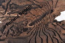 Feld-Ulme, Rot-Rüster, Ulmus minor, Ulmus camestris, Ulmus carpinifolia, Ulmus foliacea, Ulmus minor, Ulmus carpinifolia, Ulmus foliacea, Ulmus campestris, Feld-Ulme, Rot-Rüster, Ulmaceae, Gänge von Splintkäfer, Gänge von Ulmenplintkäfer (Scolytus): Kauf von 00991_ulmus_minor_dsc_8286.jpg