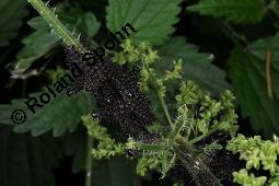 Große Brennnessel, Urtica dioica, Urticaceae, Urtica dioica, Große Brennnessel, Blühend Kauf von 00995_urica_dioica_dsc_3698.jpg