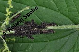 Große Brennnessel, Urtica dioica, Urticaceae, Urtica dioica, Große Brennnessel, Blühend Kauf von 00995_urica_dioica_dsc_3703.jpg