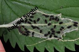 Große Brennnessel, Urtica dioica, Urticaceae, Urtica dioica, Große Brennnessel, Blühend Kauf von 00995_urica_dioica_dsc_3704.jpg