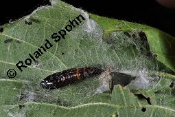 Große Brennnessel, Urtica dioica, Urticaceae, Urtica dioica, Große Brennnessel, Blühend Kauf von 00995_urtica_dioica_dsc_2342.jpg