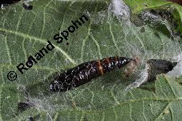 Große Brennnessel, Urtica dioica, Urticaceae, Urtica dioica, Große Brennnessel, Blühend Kauf von 00995_urtica_dioica_dsc_2343.jpg