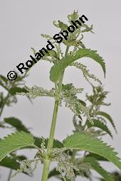 Große Brennnessel, Urtica dioica, Urticaceae, Urtica dioica, Große Brennnessel, Blühend Kauf von 00995_urtica_dioica_dsc_4051.jpg