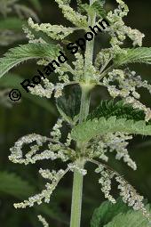 Große Brennnessel, Urtica dioica, Urticaceae, Urtica dioica, Große Brennnessel, Blühend Kauf von 00995_urtica_dioica_dsc_4052.jpg