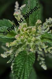 Große Brennnessel, Urtica dioica, Urticaceae, Urtica dioica, Große Brennnessel, Blühend Kauf von 00995_urtica_dioica_dsc_4053.jpg