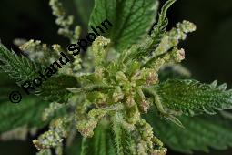 Große Brennnessel, Urtica dioica, Urticaceae, Urtica dioica, Große Brennnessel, Blühend Kauf von 00995_urtica_dioica_dsc_4054.jpg