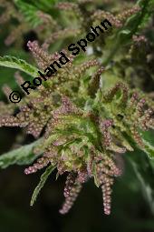 Große Brennnessel, Urtica dioica, Urticaceae, Urtica dioica, Große Brennnessel, Blühend Kauf von 00995_urtica_dioica_dsc_4056.jpg