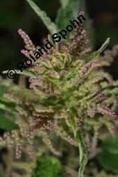 Große Brennnessel, Urtica dioica, Urticaceae, Urtica dioica, Große Brennnessel, Blühend Kauf von 00995_urtica_dioica_dsc_4057.jpg