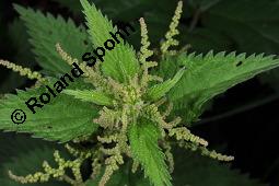 Große Brennnessel, Urtica dioica, Urticaceae, Urtica dioica, Große Brennnessel, Blühend Kauf von 00995_urtica_dioica_dsc_4061.jpg