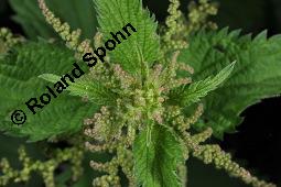 Große Brennnessel, Urtica dioica, Urticaceae, Urtica dioica, Große Brennnessel, Blühend Kauf von 00995_urtica_dioica_dsc_4062.jpg