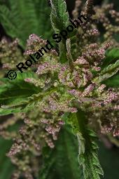 Große Brennnessel, Urtica dioica, Urticaceae, Urtica dioica, Große Brennnessel, Blühend Kauf von 00995_urtica_dioica_dsc_4081.jpg