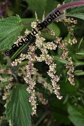 Große Brennnessel, Urtica dioica, Urticaceae, Urtica dioica, Große Brennnessel, Blühend Kauf von 00995_urtica_dioica_dsc_4087.jpg