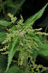 Große Brennnessel, Urtica dioica, Urticaceae, Urtica dioica, Große Brennnessel, Blühend Kauf von 00995_urtica_dioica_dsc_4703.jpg