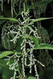 Große Brennnessel, Urtica dioica, Urticaceae, Urtica dioica, Große Brennnessel, Blühend Kauf von 00995_urtica_dioica_dsc_4705.jpg