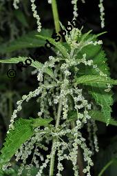 Große Brennnessel, Urtica dioica, Urticaceae, Urtica dioica, Große Brennnessel, Blühend Kauf von 00995_urtica_dioica_dsc_4707.jpg