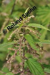 Große Brennnessel, Urtica dioica, Urticaceae, Urtica dioica, Große Brennnessel, Blühend Kauf von 00995_urtica_dioica_dsc_5100.jpg