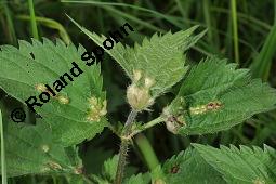 Große Brennnessel, Urtica dioica, Urticaceae, Urtica dioica, Große Brennnessel, Blühend Kauf von 00995_urtica_dioica_dsc_5710.jpg