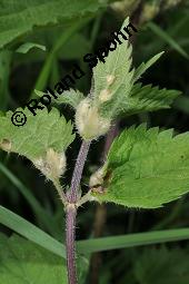 Große Brennnessel, Urtica dioica, Urticaceae, Urtica dioica, Große Brennnessel, Blühend Kauf von 00995_urtica_dioica_dsc_5711.jpg