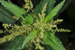 Große Brennnessel, Urtica dioica, Urticaceae, Urtica dioica, Große Brennnessel, Blühend Kauf von 00995_urtica_dioica_dsc_6170.jpg