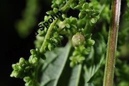 Große Brennnessel, Urtica dioica, Urticaceae, Urtica dioica, Große Brennnessel, Blühend Kauf von 00995_urtica_dioica_dsc_6450.jpg