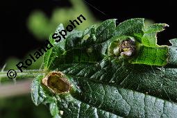 Große Brennnessel, Urtica dioica, Urticaceae, Urtica dioica, Große Brennnessel, Blühend Kauf von 00995_urtica_dioica_dsc_6451.jpg