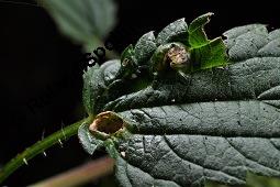 Große Brennnessel, Urtica dioica, Urticaceae, Urtica dioica, Große Brennnessel, Blühend Kauf von 00995_urtica_dioica_dsc_6452.jpg
