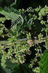 Große Brennnessel, Urtica dioica, Urticaceae, Urtica dioica, Große Brennnessel, Blühend Kauf von 00995_urtica_dioica_dsc_6460.jpg