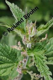 Große Brennnessel, Urtica dioica, Urticaceae, Urtica dioica, Große Brennnessel, Blühend Kauf von 00995_urtica_dioica_dsc_6492.jpg