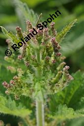 Große Brennnessel, Urtica dioica, Urticaceae, Urtica dioica, Große Brennnessel, Blühend Kauf von 00995_urtica_dioica_dsc_6493.jpg