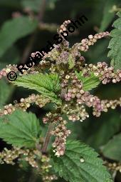 Große Brennnessel, Urtica dioica, Urticaceae, Urtica dioica, Große Brennnessel, Blühend Kauf von 00995_urtica_dioica_dsc_6529.jpg