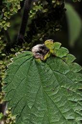 Große Brennnessel, Urtica dioica, Urticaceae, Urtica dioica, Große Brennnessel, Blühend Kauf von 00995_urtica_dioica_dsc_6530.jpg