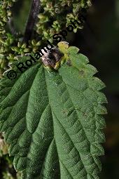 Große Brennnessel, Urtica dioica, Urticaceae, Urtica dioica, Große Brennnessel, Blühend Kauf von 00995_urtica_dioica_dsc_6531.jpg