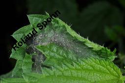 Große Brennnessel, Urtica dioica, Urticaceae, Urtica dioica, Große Brennnessel, Blühend Kauf von 00995_urtica_dioica_dsc_6560.jpg