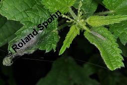 Große Brennnessel, Urtica dioica, Urticaceae, Urtica dioica, Große Brennnessel, Blühend Kauf von 00995_urtica_dioica_dsc_6561.jpg