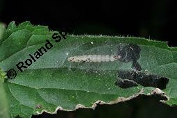 Große Brennnessel, Urtica dioica, Urticaceae, Urtica dioica, Große Brennnessel, Blühend Kauf von 00995_urtica_dioica_dsc_6562.jpg