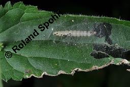 Große Brennnessel, Urtica dioica, Urticaceae, Urtica dioica, Große Brennnessel, Blühend Kauf von 00995_urtica_dioica_dsc_6563.jpg