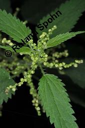 Große Brennnessel, Urtica dioica, Urticaceae, Urtica dioica, Große Brennnessel, Blühend Kauf von 00995_urtica_dioica_dsc_6567.jpg