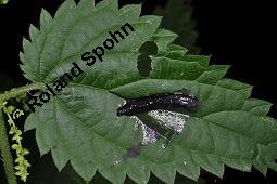 Große Brennnessel, Urtica dioica, Urticaceae, Urtica dioica, Große Brennnessel, Blühend Kauf von 00995_urtica_dioica_dsc_6583.jpg